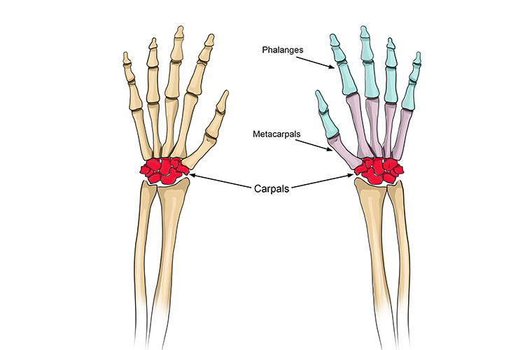 The carpals connect the radius, ulna and fingers the fingers are able to move freely because of the bone separation in the carpals